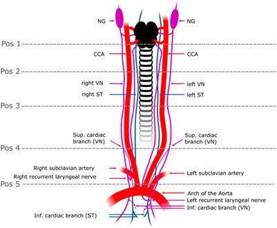 Corrigendum: Mapping the functional anatomy and topography of the cardiac autonomic innervation for selective cardiac neuromodulation using MicroCT